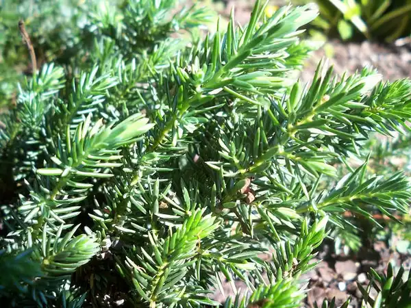 Photo of Juniperus conferta (Juniperus confertas)