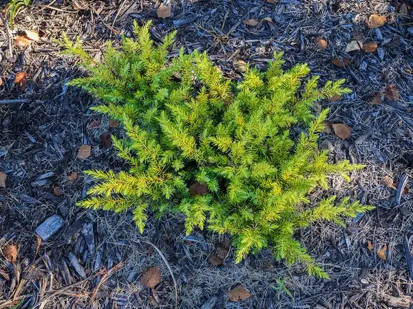Photo of Juniperus conferta (Juniperus confertas)