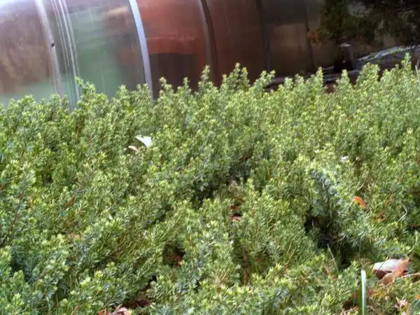 Photo of Juniperus conferta - Blue-green needles:Maggie