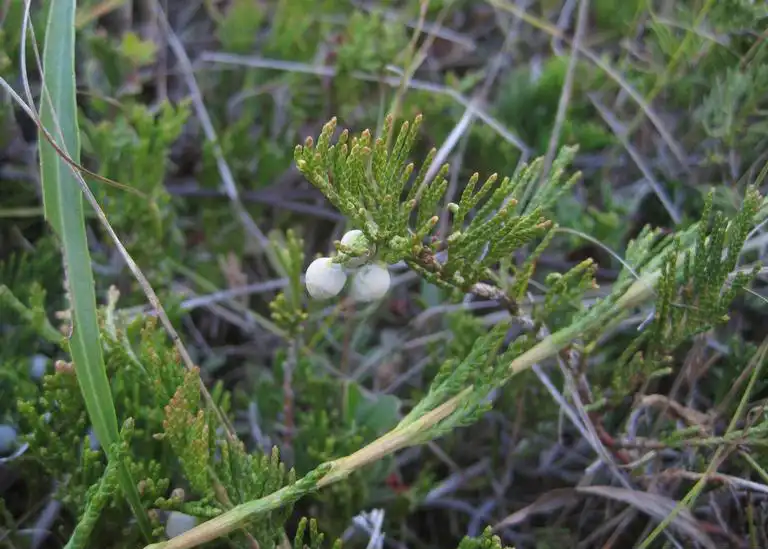 Photo of Juniperus horizontalis 'Bar Harbor' (Juniperus horizontalis 'Bar Harbor's)