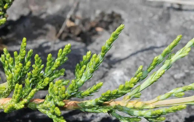 Photo of Juniperus horizontalis 'Bar Harbor' - Juniperus horizontalis stem:Rob Routledge, Sault College, Bugwood. org.