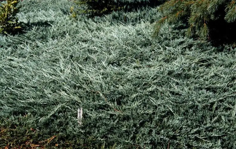 Photo of Juniperus horizontalis 'Bar Harbor' - Juniperus horizontalis form:John Ruter, Univ of Georgia, Bugwood.org.