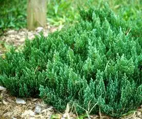 Фото Juniperus horizontalis 'Blue Forest' (Juniperus horizontalis 'Blue Forest's)