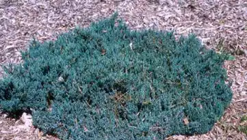 Фото Juniperus horizontalis 'Blue Forest' (Juniperus horizontalis 'Blue Forest's)