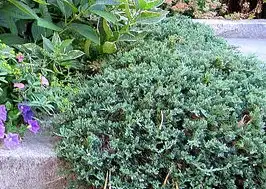 Фото Juniperus horizontalis 'Blue Rug' (Juniperus horizontalis 'Blue Rug's)