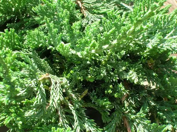 Фото Juniperus horizontalis 'Blue Rug' (Juniperus horizontalis 'Blue Rug's)