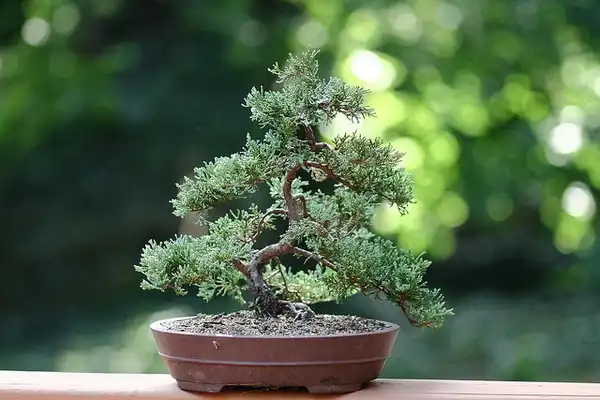 Фото Juniperus horizontalis 'Blue Rug' - Juniperus horizontalis 'Blue Rug':Sage Ross