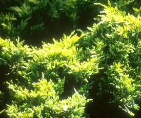 Foto de Juniperus horizontalis 'Lime Glow' (Juniperus horizontalis 'Lime Glow's)