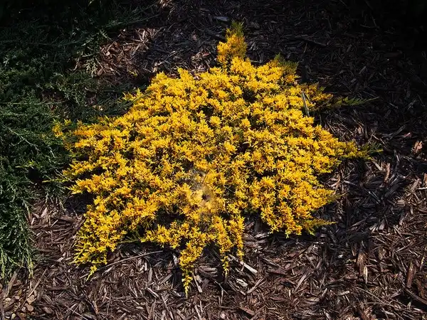 Photo of Juniperus horizontalis 'Mother Lode' (Juniperus horizontalis 'Mother Lode's)