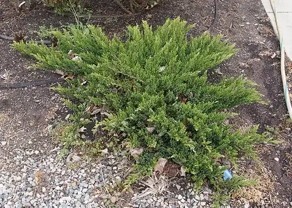 Foto de Juniperus horizontalis 'Plumosa Compacta' (Juniperus horizontalis 'Plumosa Compacta's)