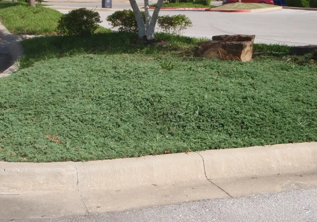Photo of Juniperus horizontalis 'Wiltonii' (Juniperus horizontalis 'Wiltonii's)