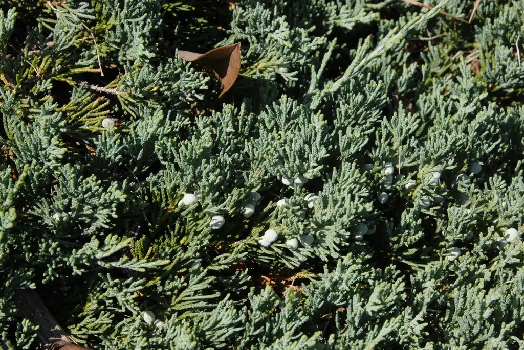 Photo of Juniperus horizontalis 'Wiltonii' (Juniperus horizontalis 'Wiltonii's)