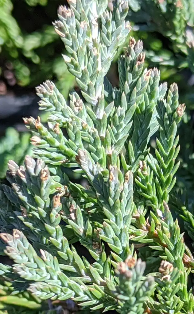 Photo of Juniperus horizontalis 'Wiltonii' - Close-up leaves:Ben A. Bergmann