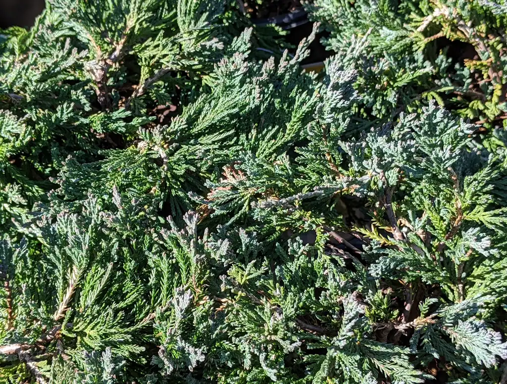 Photo of Juniperus horizontalis 'Wiltonii' - Leaves:Ben A. Bergmann