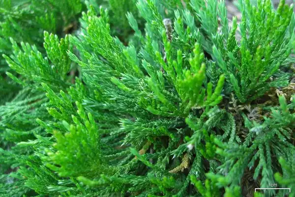 Foto de Juniperus horizontalis (Juniperus horizontaliss)