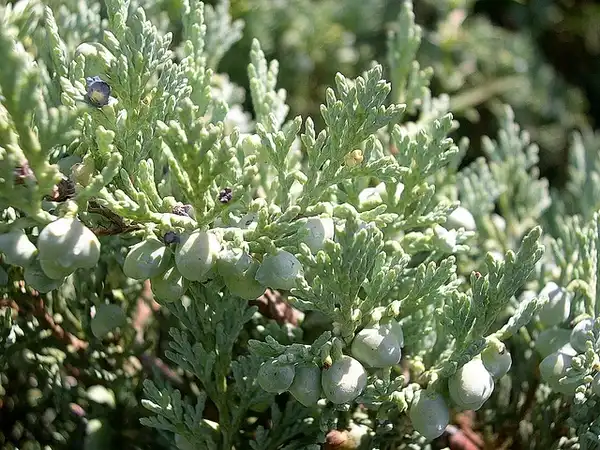 Foto de Juniperus horizontalis (Juniperus horizontaliss)