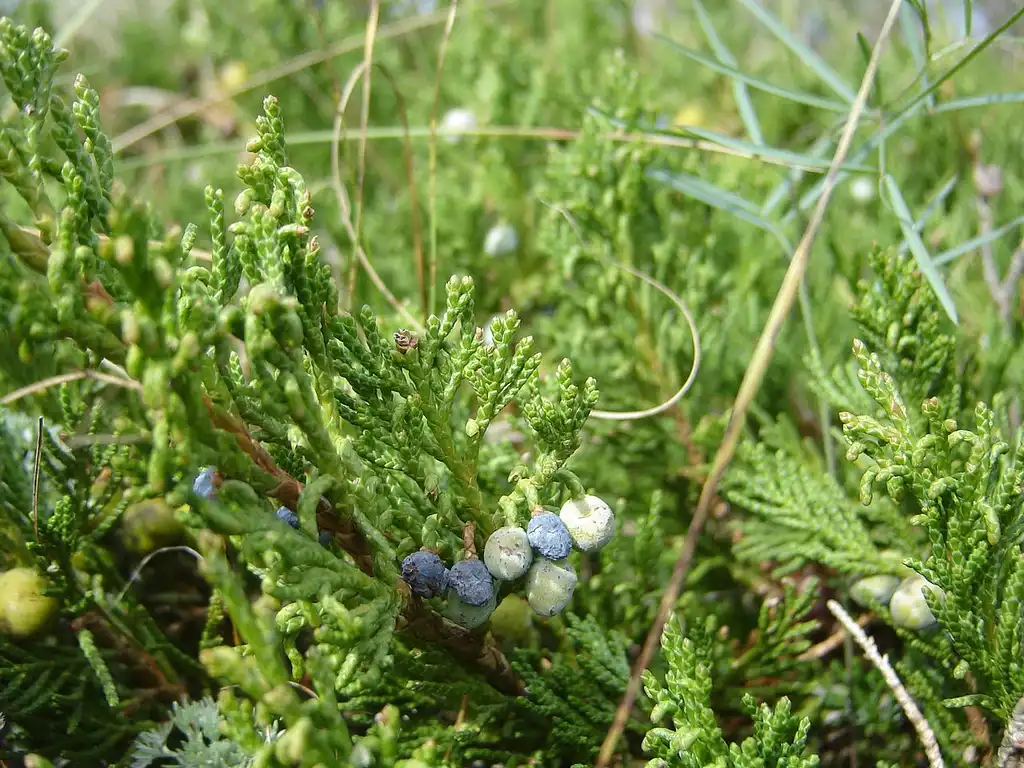 Foto de Juniperus horizontalis - Blue cones:SriMesh