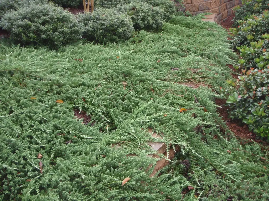 Foto de Juniperus horizontalis - Full Form:Jim Robbins