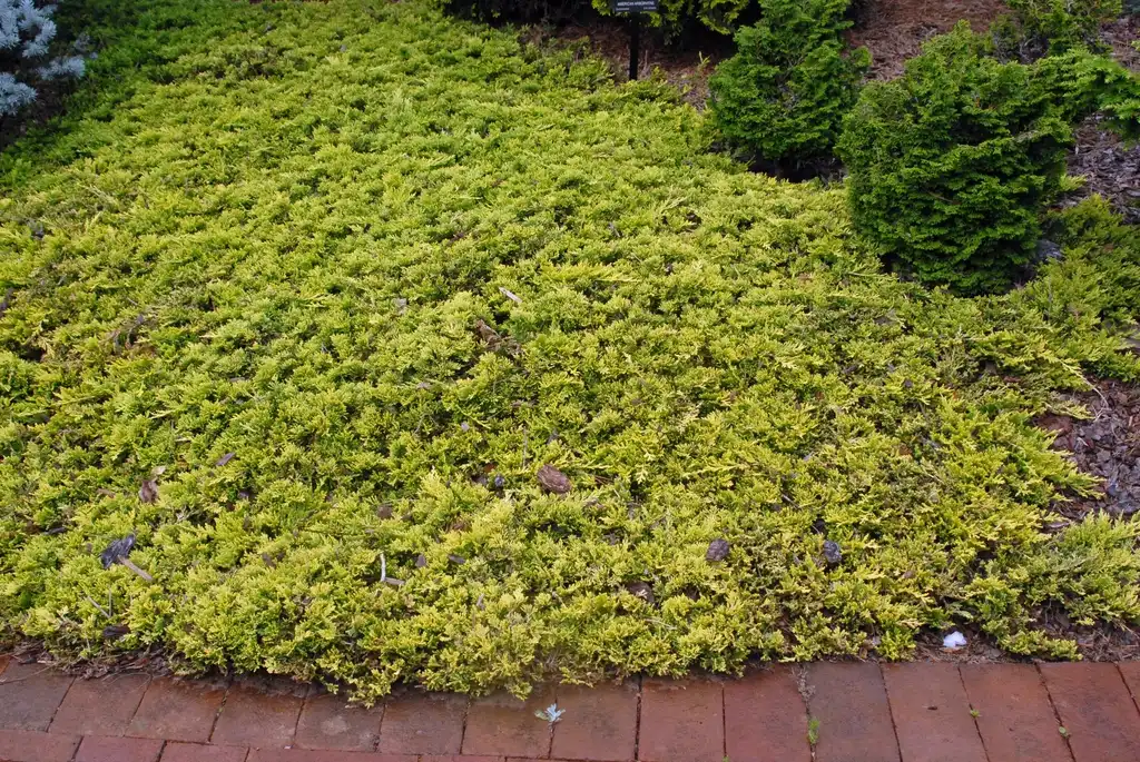 Foto de Juniperus horizontalis - 'Maiden Gold' Form:Jim Robbins