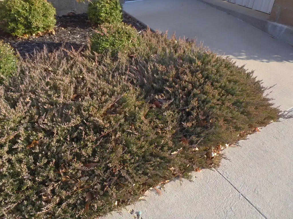 Foto de Juniperus horizontalis - 'Plumosa' Winter Form:Jim Robbins