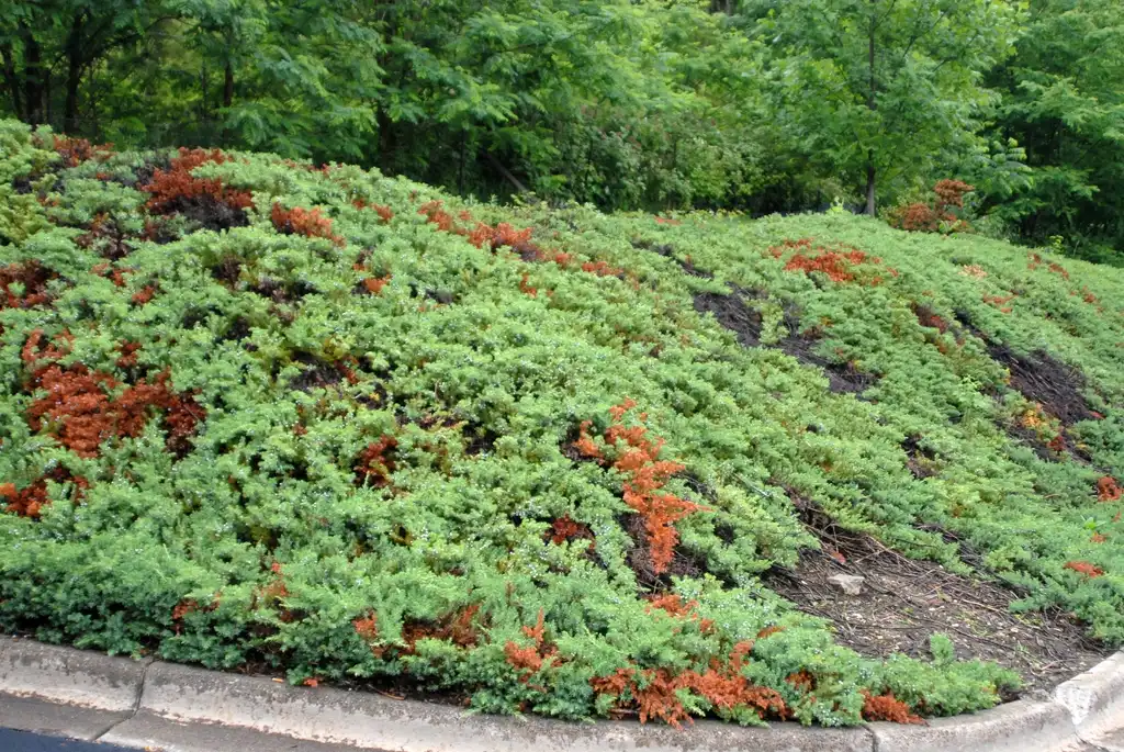 Foto de Juniperus horizontalis - Tip Blight (Asheville, NC):Jim Robbins
