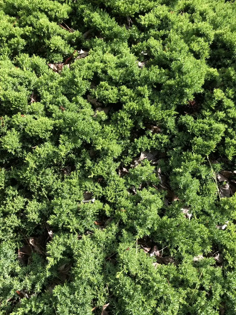 Foto de Juniperus horizontalis - close-up of 'Blue Pacific', Wake County, NC:Cathy Dewitt