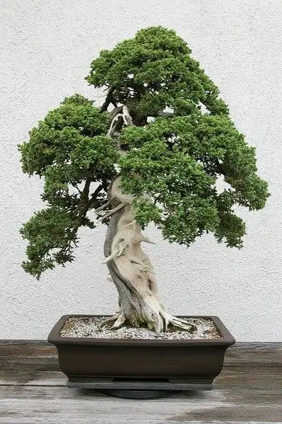 Foto de Juniperus procumbens 'Nana' (Juniperus procumbens 'Nana's)
