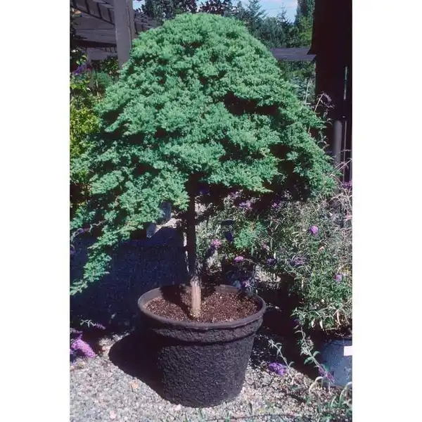 Foto de Juniperus procumbens 'Nana' (Juniperus procumbens 'Nana's)