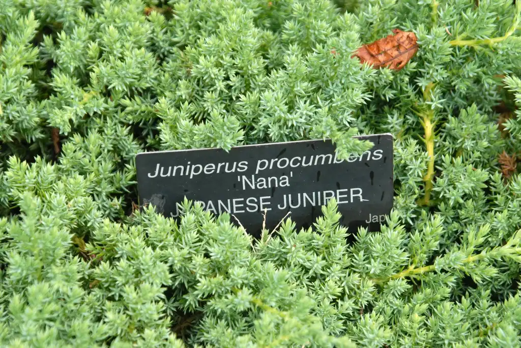 Foto de Juniperus procumbens 'Nana' - Leaf:Jim Robbins