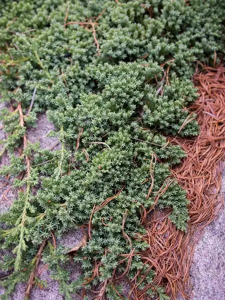 Photo of Juniperus procumbens (Juniperus procumbenss)