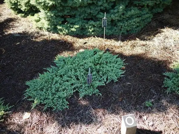 Photo of Juniperus procumbens (Juniperus procumbenss)