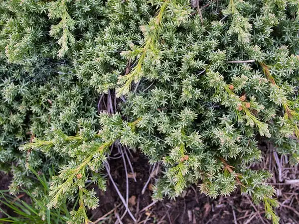 Photo of Juniperus procumbens - Juniperus-procumbens 'Kishiogima':F. D. Richards