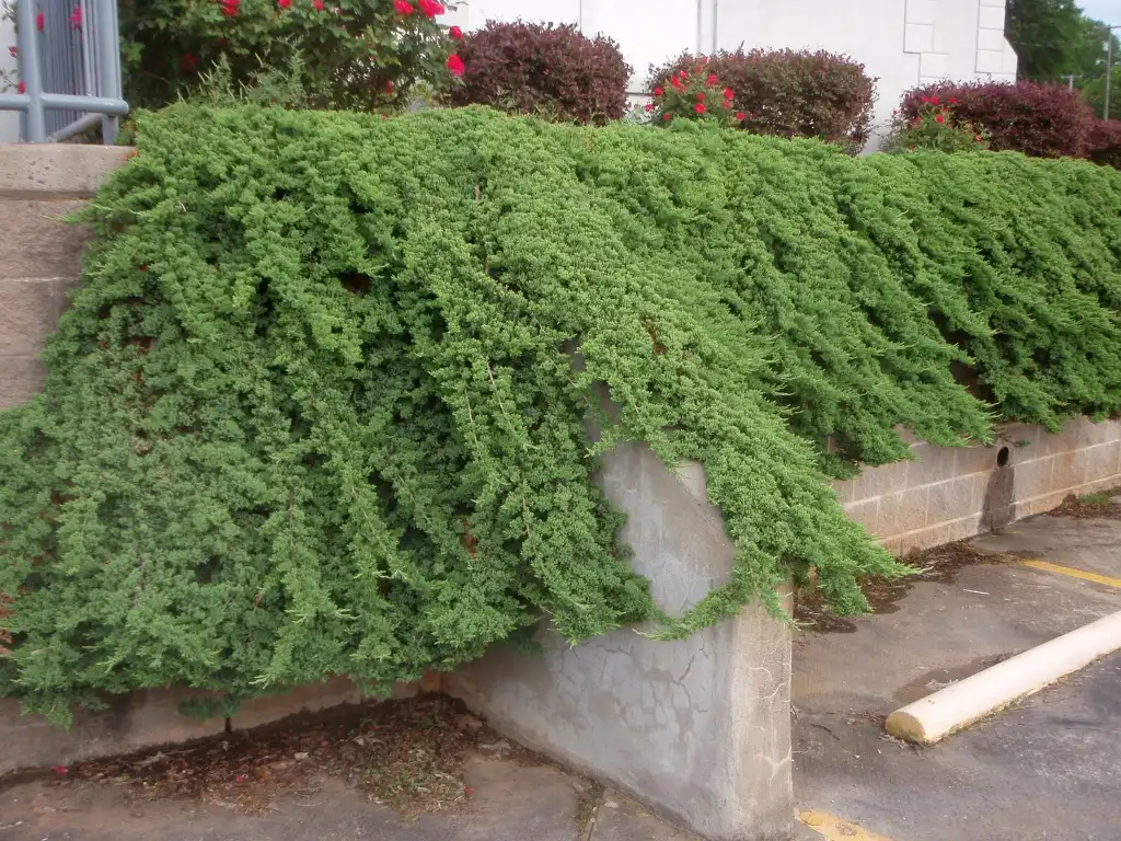 Photo of Juniperus procumbens - Juniperus procumbens Form:Jim Robbins