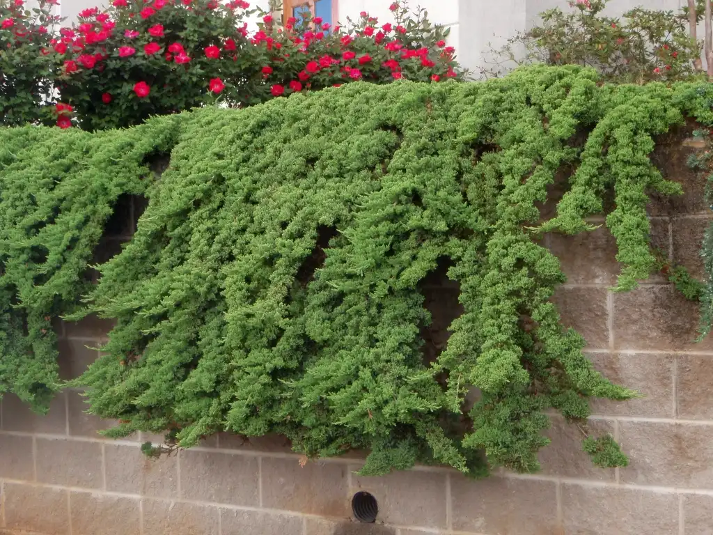 Photo of Juniperus procumbens - Form:Jim Robbins