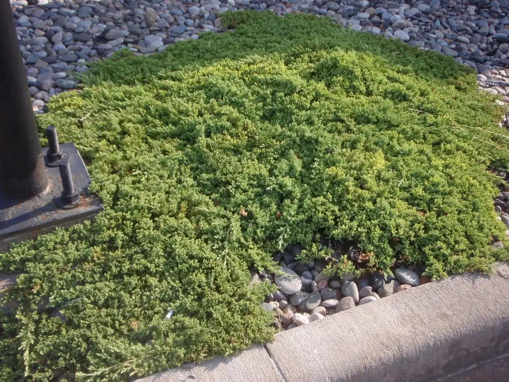 Photo of Juniperus procumbens - 'Nana' Form Close-up:Jim Robbins
