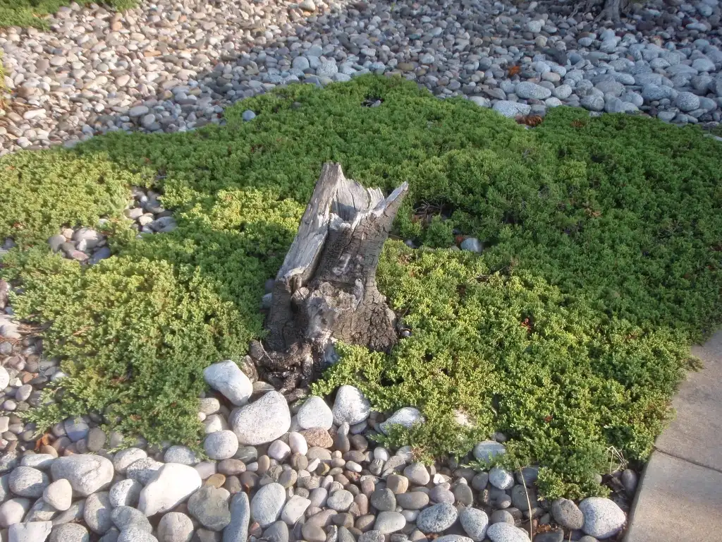 Photo of Juniperus procumbens - 'Nana' Form:Jim Robbins