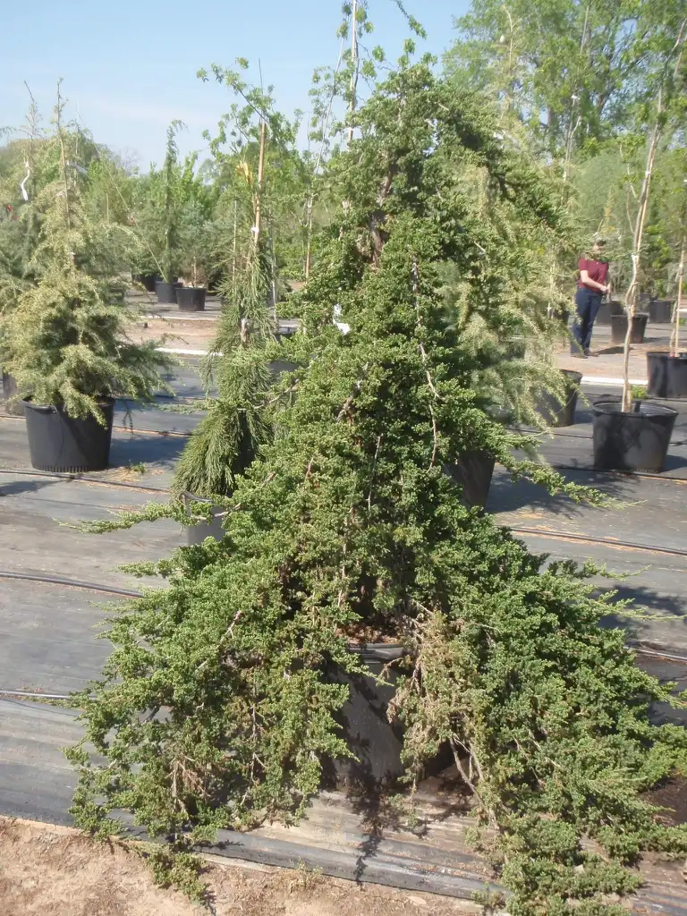 Photo of Juniperus procumbens - On stand Form:Jim Robbins