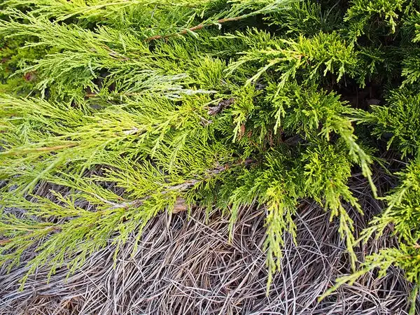Фото Juniperus sabina 'Monna' (Juniperus sabina 'Monna's)