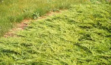 Foto de Juniperus sabina 'Skandia' (Juniperus sabina 'Skandia's)