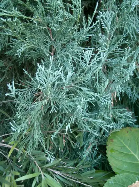 Фото Juniperus scopulorum 'Blue Heaven' (Juniperus scopulorum 'Blue Heaven's)