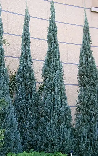 Фото Juniperus scopulorum 'Blue Heaven' (Juniperus scopulorum 'Blue Heaven's)