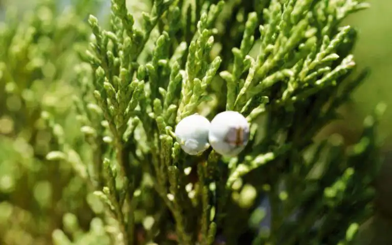 Фото Juniperus scopulorum 'Blue Heaven' - Cones:Tom DeGomez, Univ. of Arizona, Bugwood.org