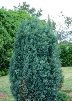 Foto de Juniperus scopulorum 'Pathfinder' (Juniperus scopulorum 'Pathfinder's)
