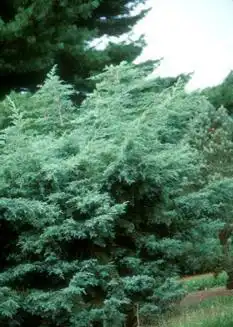 Foto de Juniperus scopulorum 'Table Top' (Juniperus scopulorum 'Table Top's)