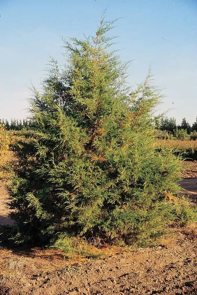Foto de Juniperus scopulorum (Juniperus scopulorums)