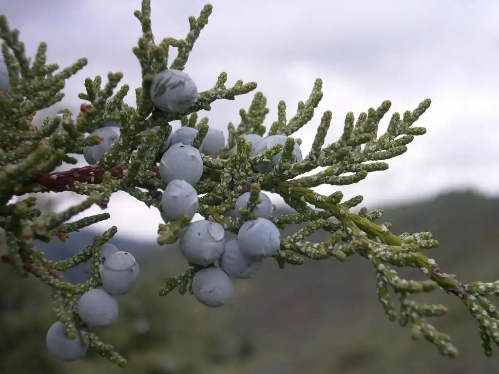 Foto de Juniperus scopulorum (Juniperus scopulorums)