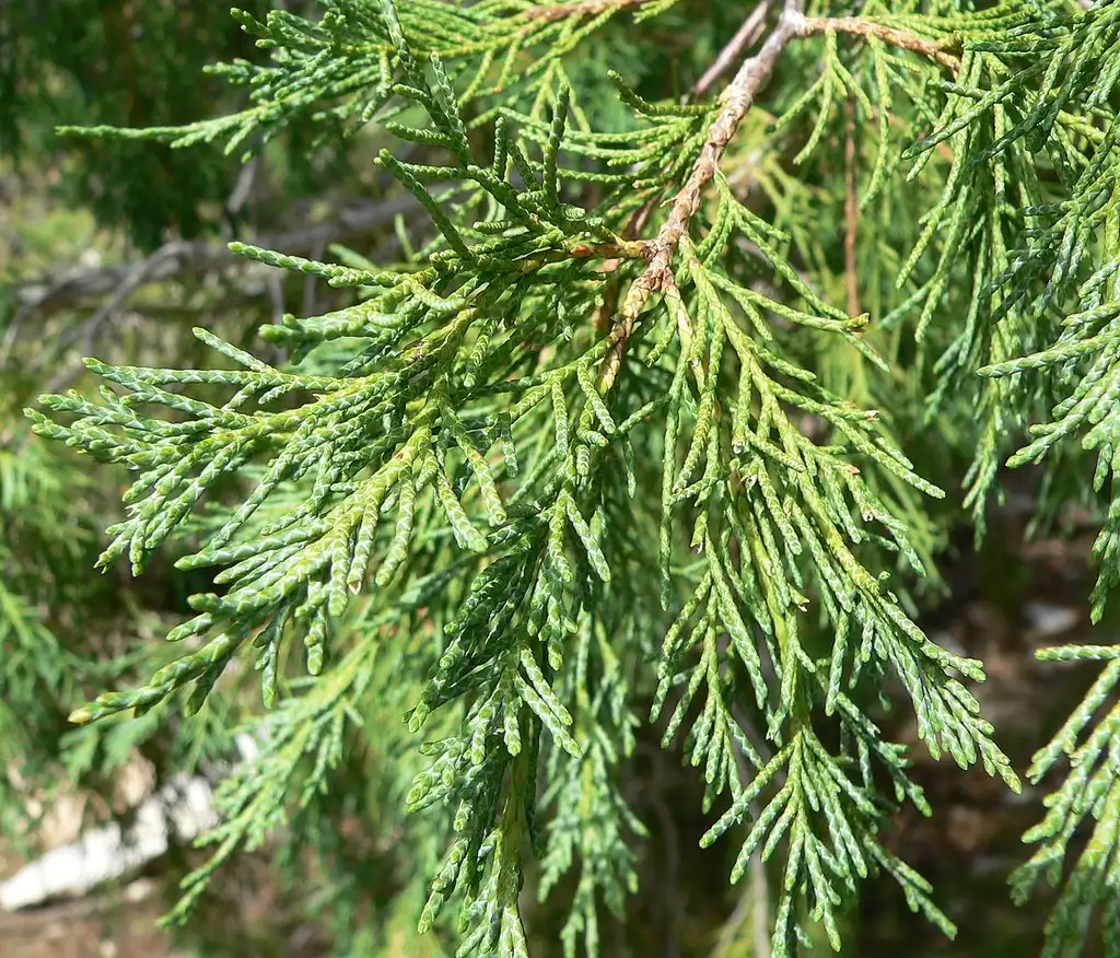 Foto de Juniperus scopulorum - Stems and leaves:Stan Shebs
