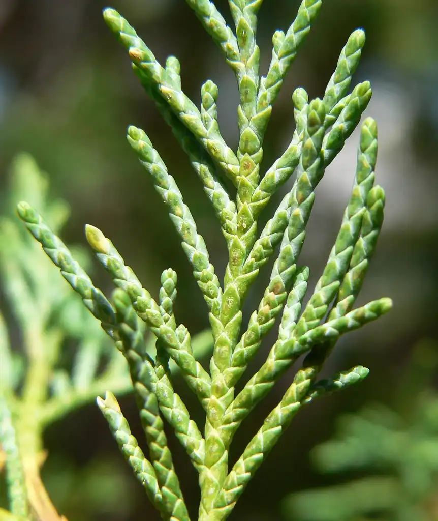 Foto de Juniperus scopulorum - Leaf closeup:Stan Shebs