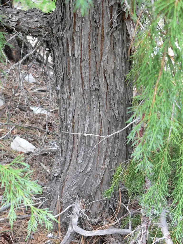 Foto de Juniperus scopulorum - Bark:Stan Shebs
