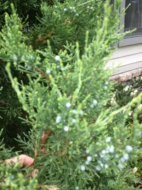 Foto de Juniperus scopulorum - 'Admiral' Fruit and Leaves:Jim Robbins